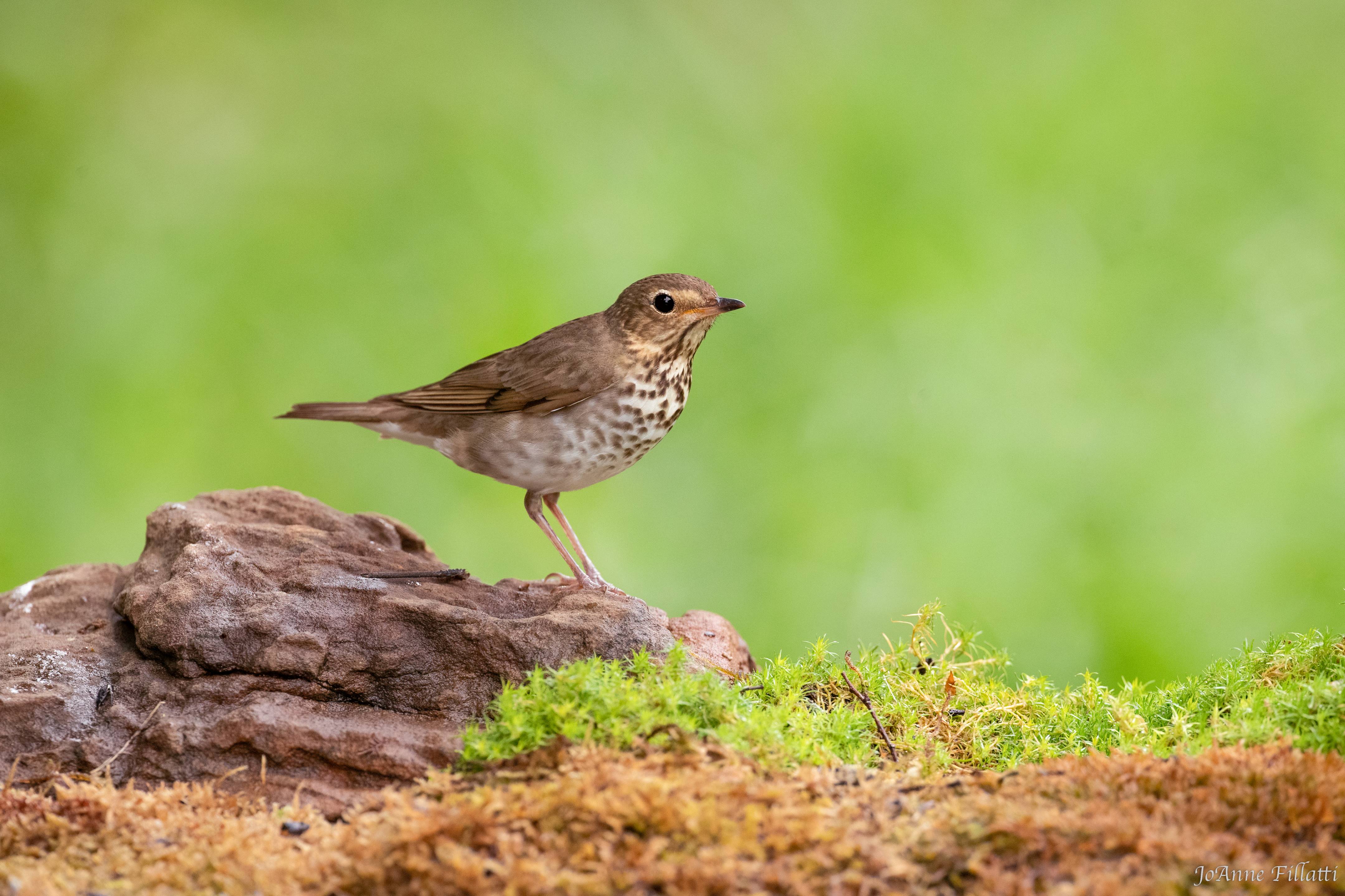 bird of Galveston Island image 14